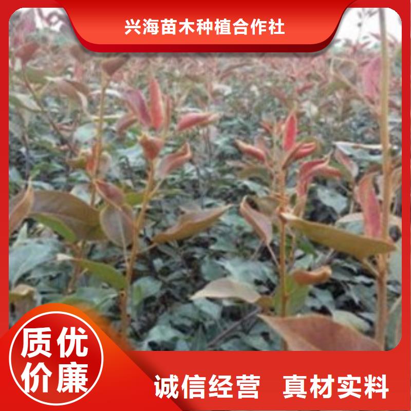  梨树苗货真价实