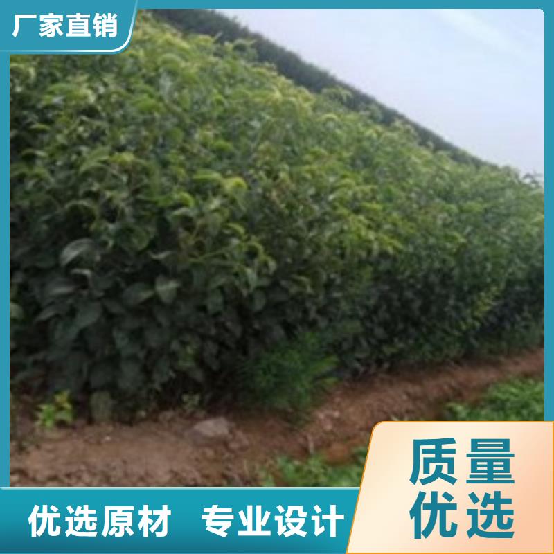 梨树苗让利客户