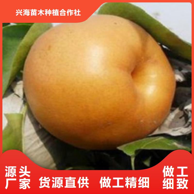 {兴海}瑞丽|陇川|保山|迪庆|曲靖|昆明|楚雄【梨树苗】,花椒苗发货及时供应商