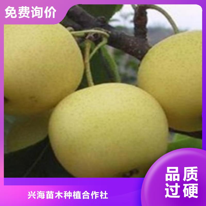梨树苗蓝莓苗质检严格放心品质