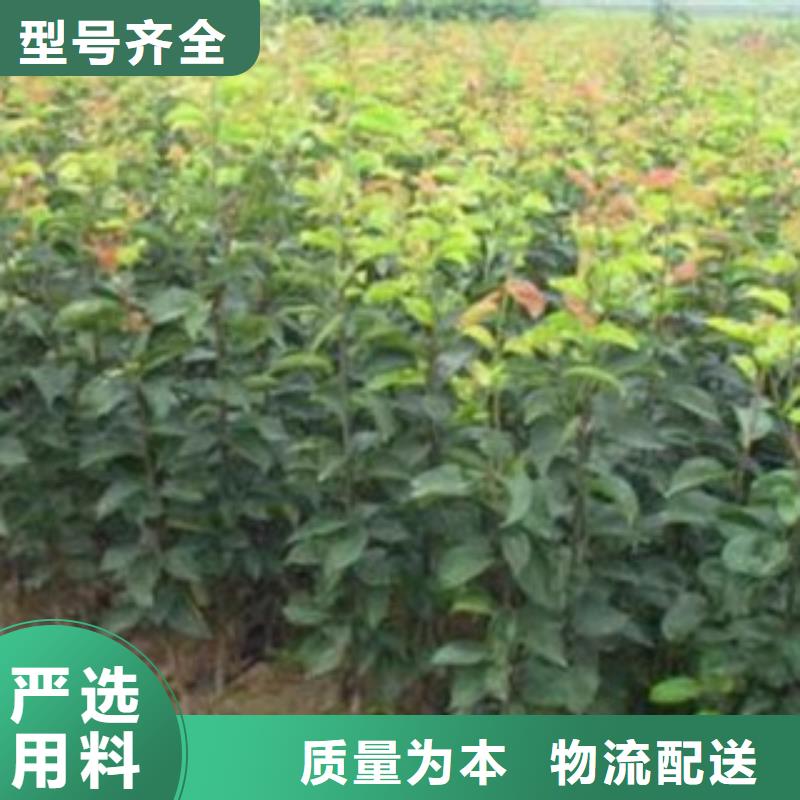 {兴海}瑞丽|陇川|保山|迪庆|曲靖|昆明|楚雄【梨树苗】,花椒苗发货及时供应商