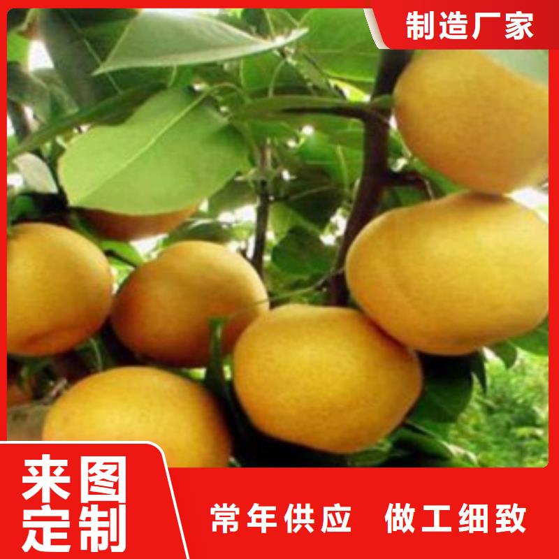 梨树苗严选用料