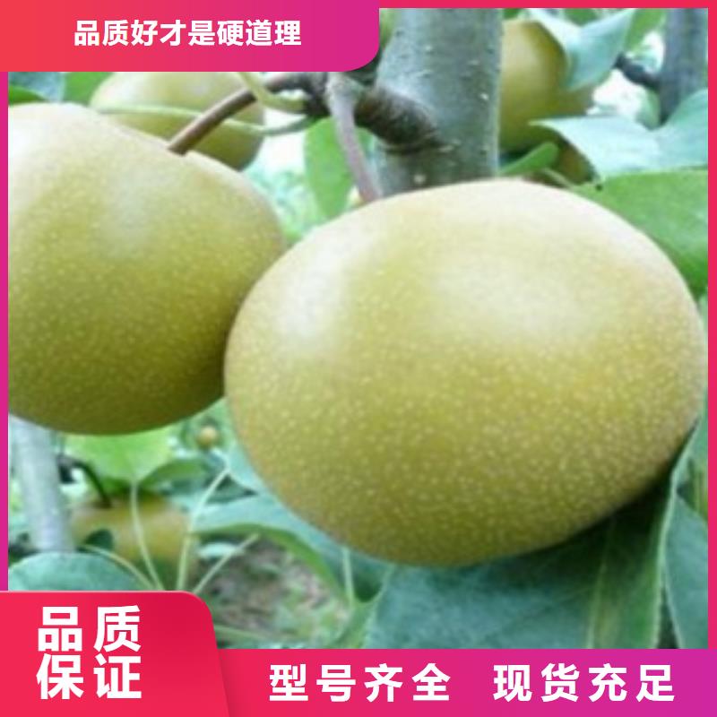 【 梨树苗 蓝莓苗交货准时】