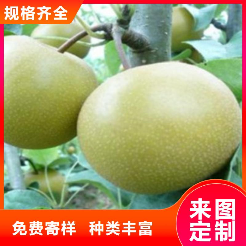 {兴海}瑞丽|陇川|保山|迪庆|曲靖|昆明|楚雄【梨树苗】,花椒苗发货及时供应商
