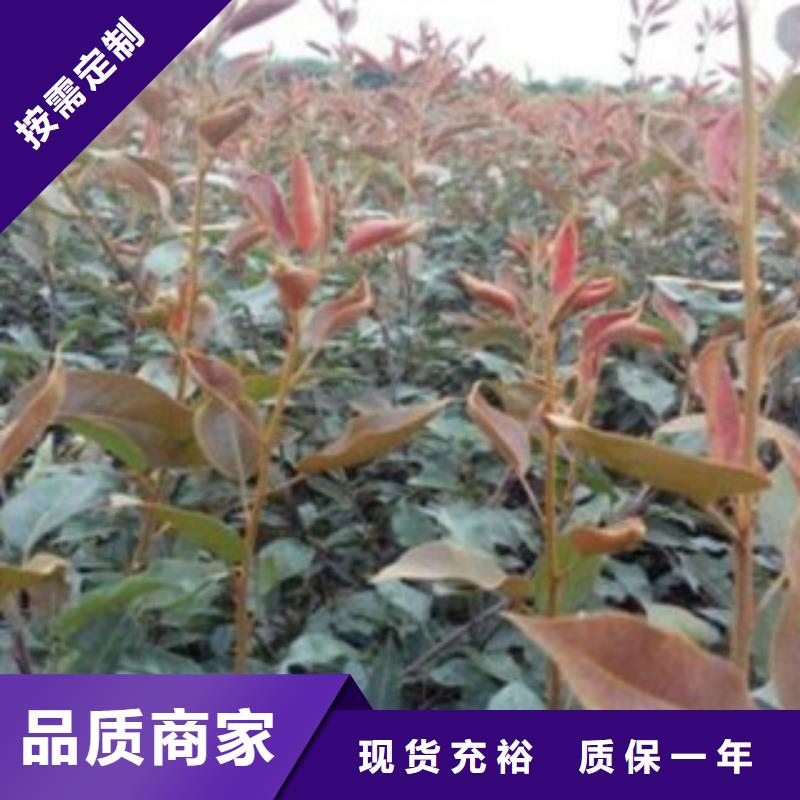{兴海}瑞丽|陇川|保山|迪庆|曲靖|昆明|楚雄【梨树苗】,花椒苗发货及时供应商