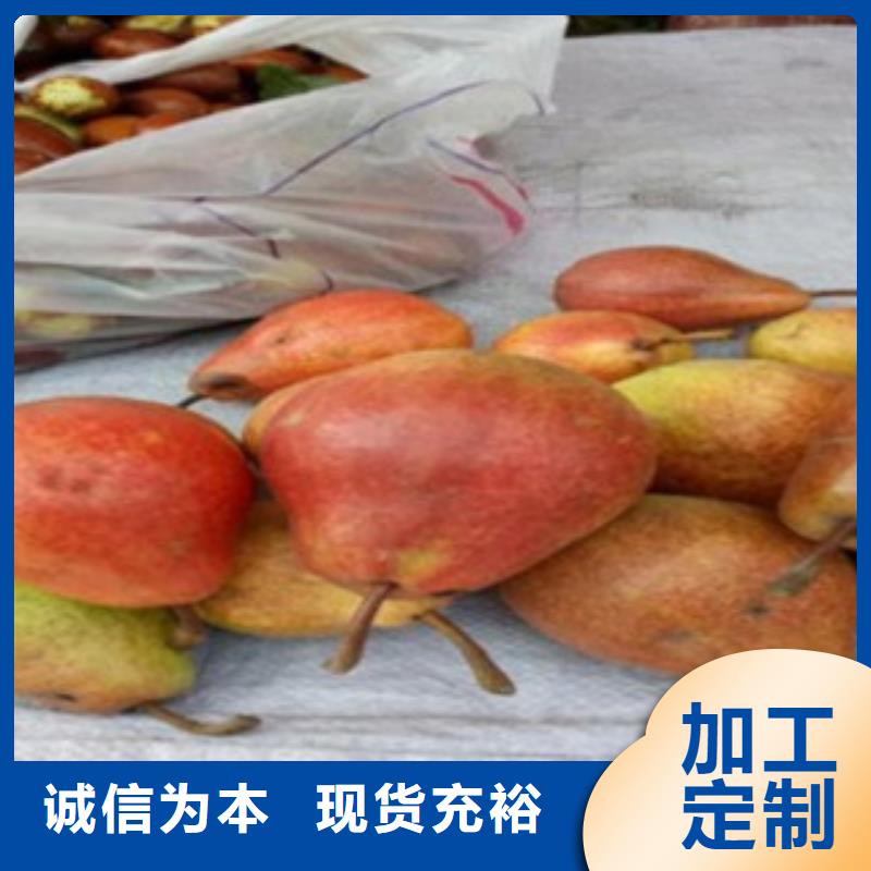 梨树苗桃树苗严选材质