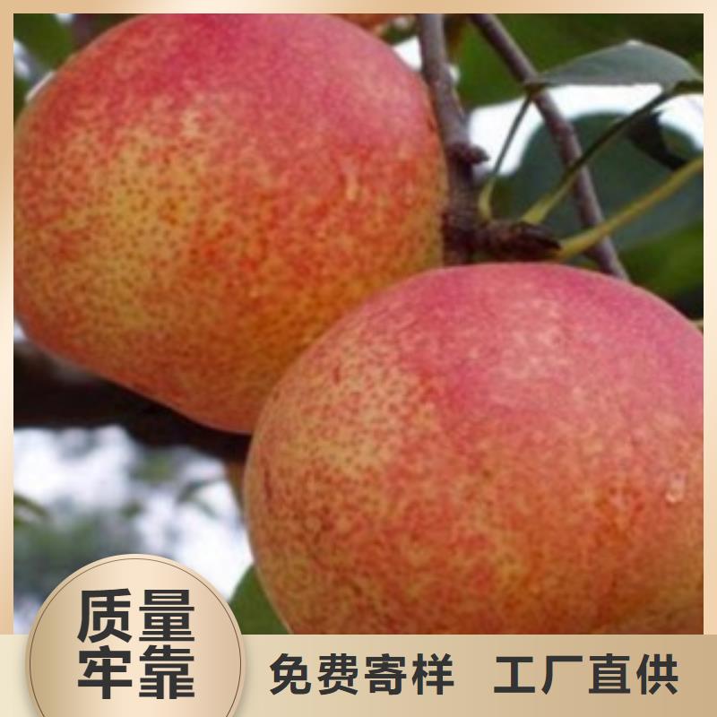 {兴海}瑞丽|陇川|保山|迪庆|曲靖|昆明|楚雄【梨树苗】,花椒苗发货及时供应商