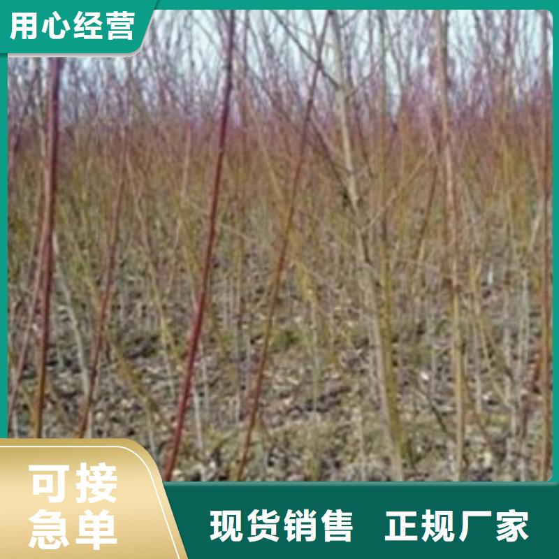 {兴海}瑞丽|陇川|保山|迪庆|曲靖|昆明|楚雄【梨树苗】,花椒苗发货及时供应商