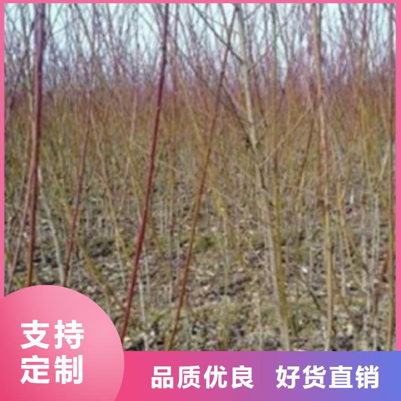 梨树苗桃树苗严选材质