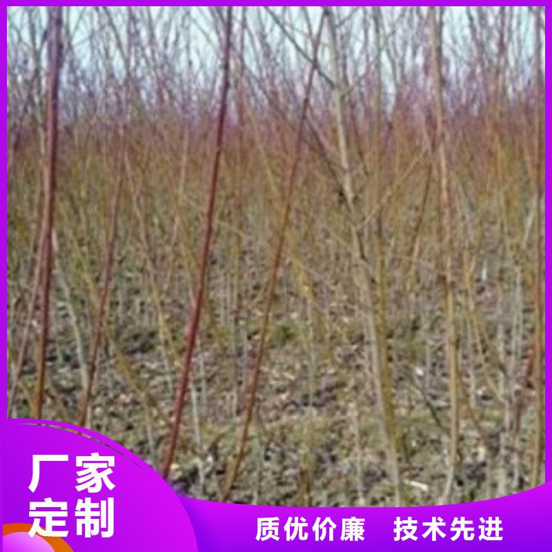 梨树苗蓝莓苗质检严格放心品质