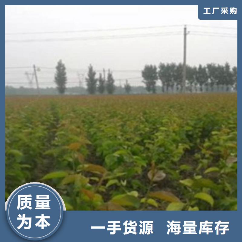梨树苗实力优品