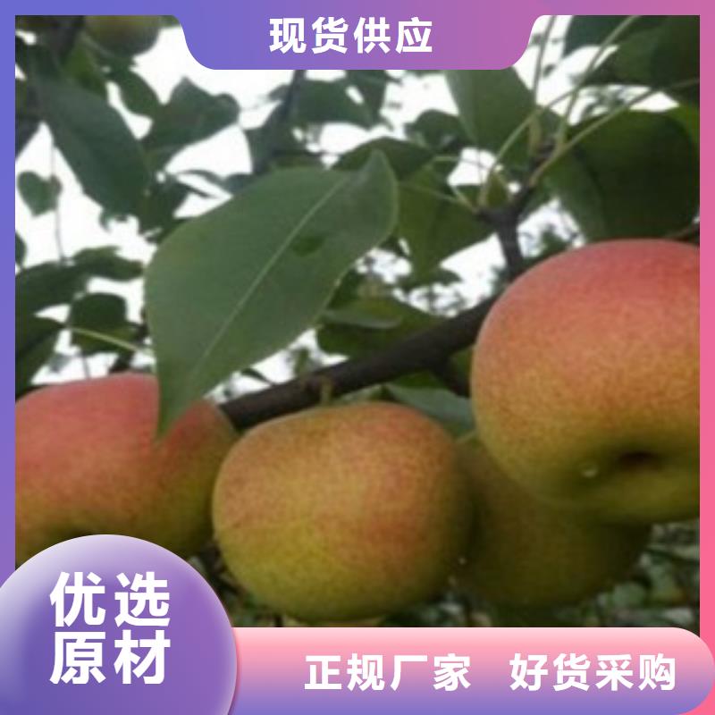 【梨树苗_板栗苗专业生产制造厂】