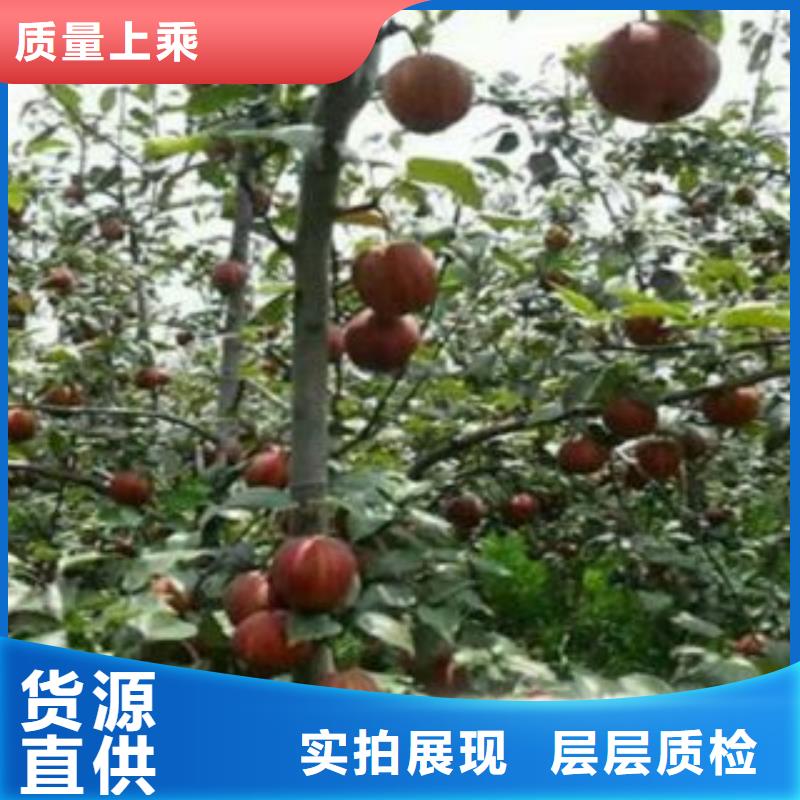 {兴海}瑞丽|陇川|保山|迪庆|曲靖|昆明|楚雄【梨树苗】,花椒苗发货及时供应商
