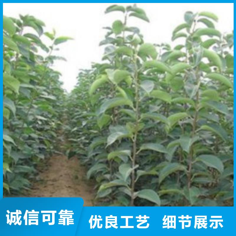 梨树苗让利客户