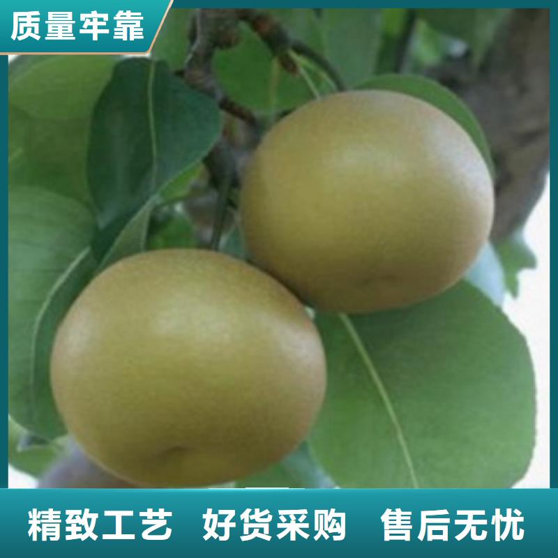 【 梨树苗 蓝莓苗交货准时】