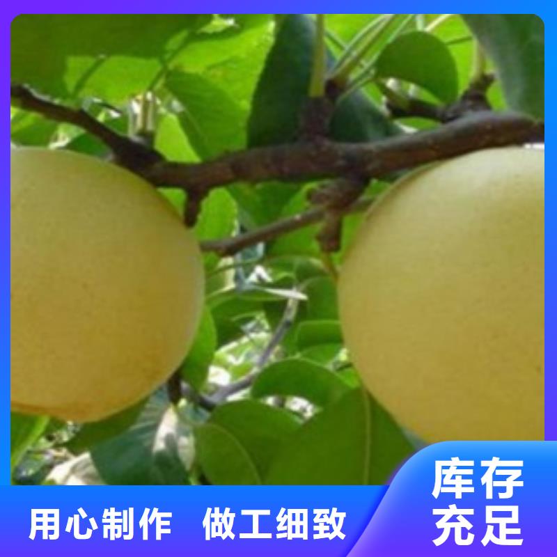 梨树苗严选用料