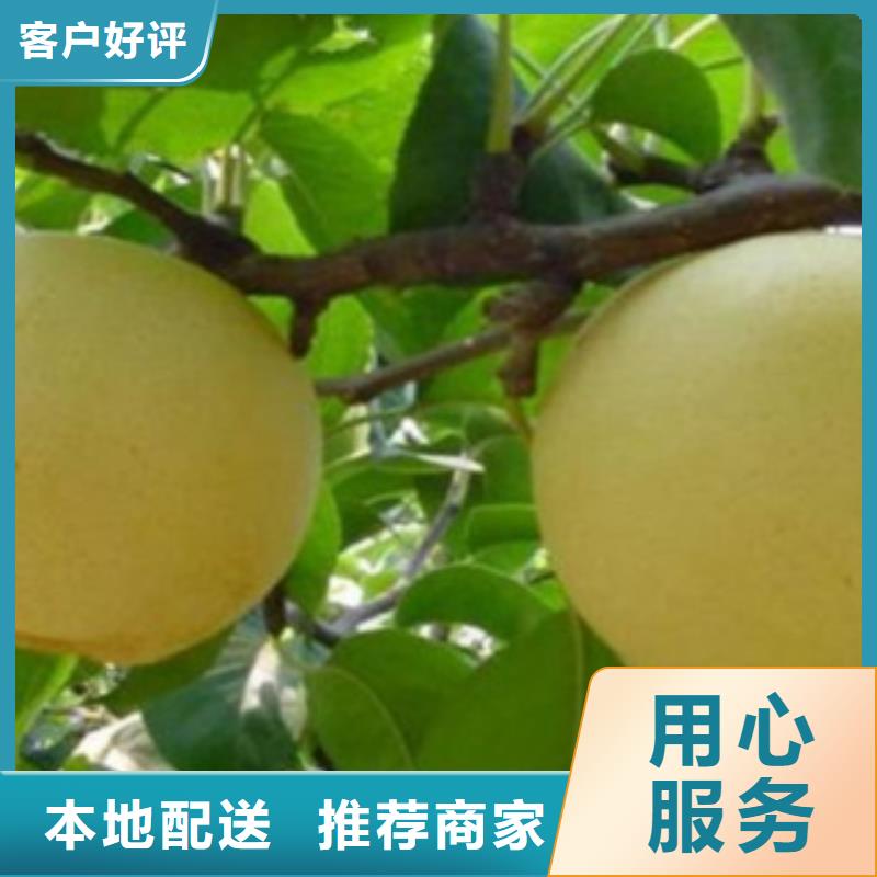梨树苗严选用料