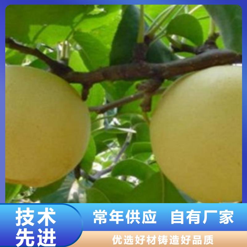 【梨树苗_板栗苗专业生产制造厂】