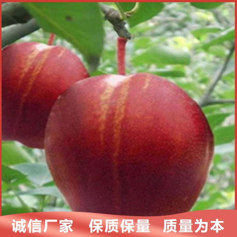 梨树苗严选用料