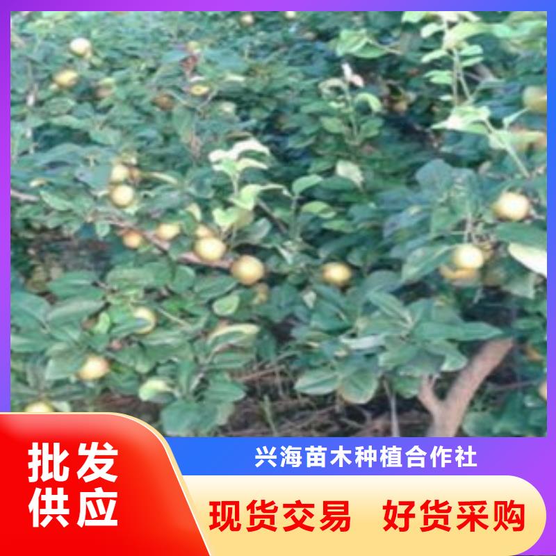 梨树苗严选用料