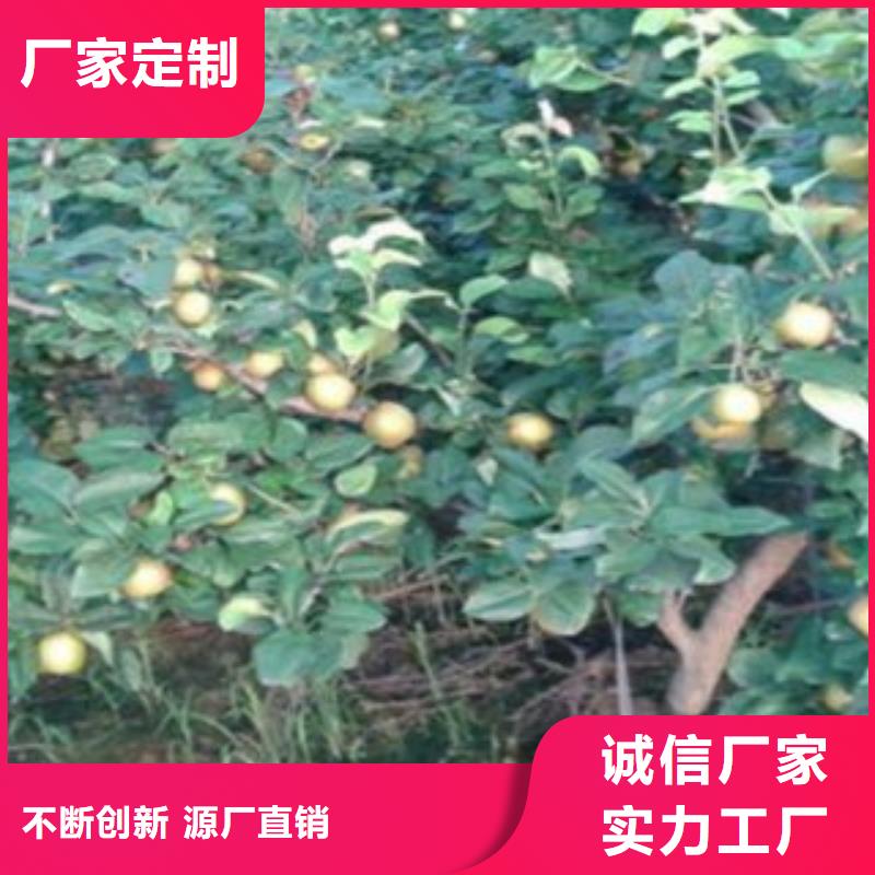  梨树苗货真价实