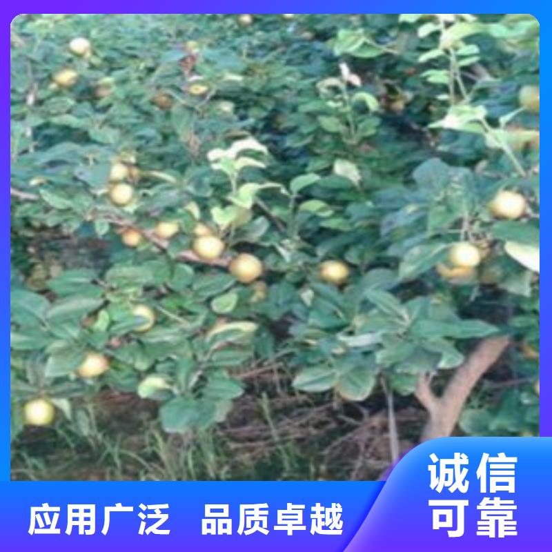 【梨树苗_板栗苗专业生产制造厂】