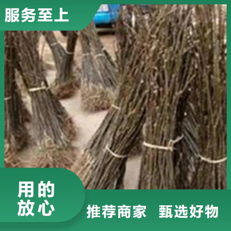【 梨树苗 蓝莓苗交货准时】
