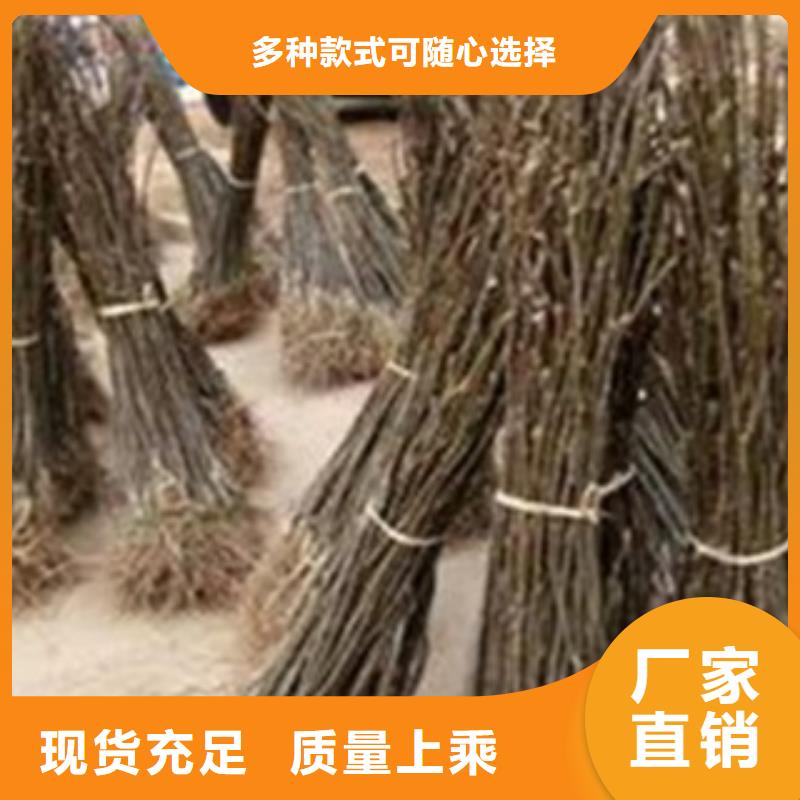 【梨树苗_板栗苗专业生产制造厂】