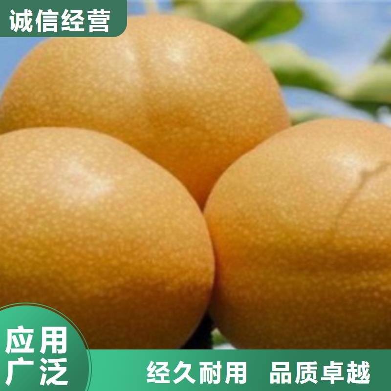 【梨树苗_板栗苗专业生产制造厂】