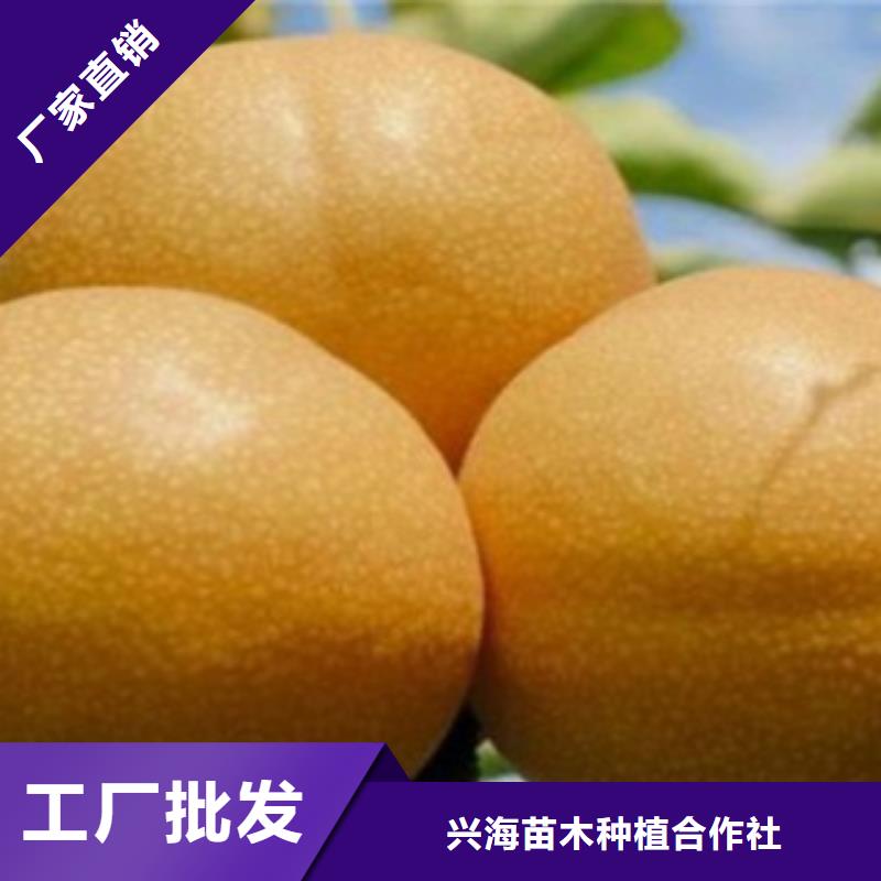 梨树苗让利客户