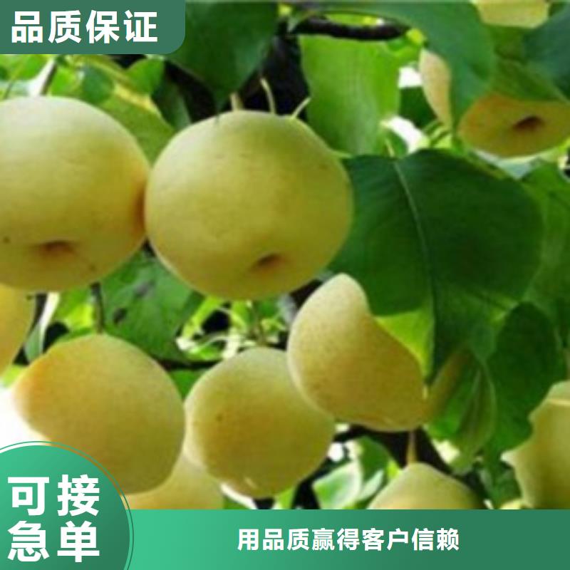 【梨树苗_板栗苗专业生产制造厂】