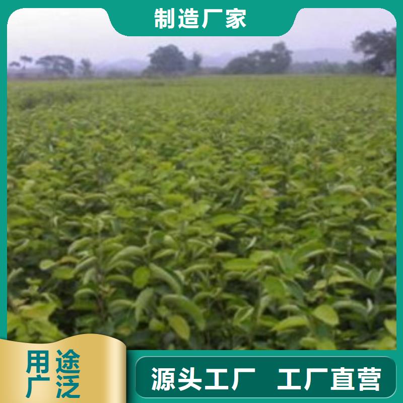 梨树苗严选用料