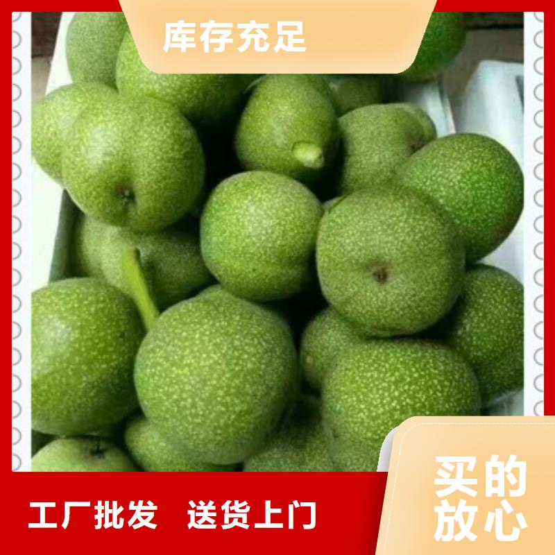 《兴海》核桃苗,【板栗苗】实力优品
