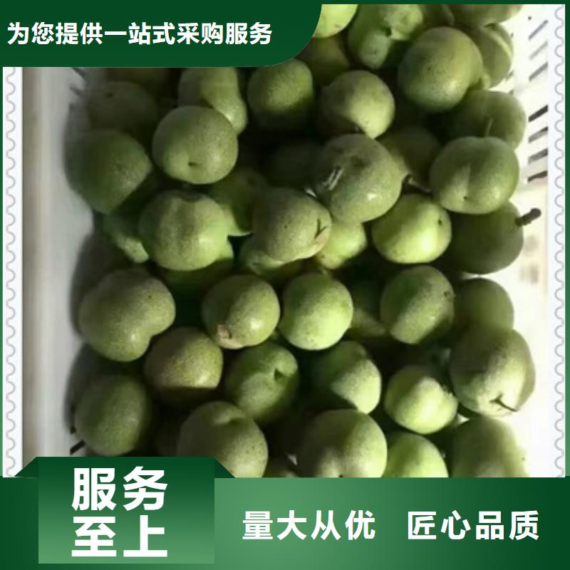 《兴海》核桃苗,【板栗苗】实力优品