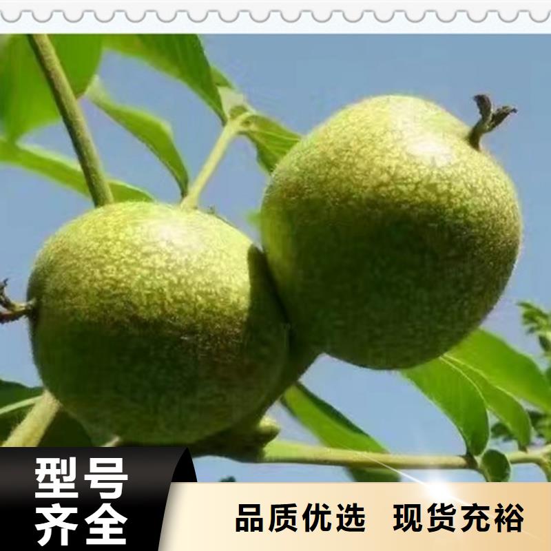 核桃苗_花椒苗品质做服务