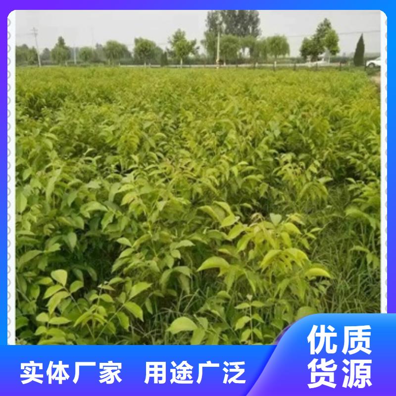 核桃苗蓝莓苗联系厂家