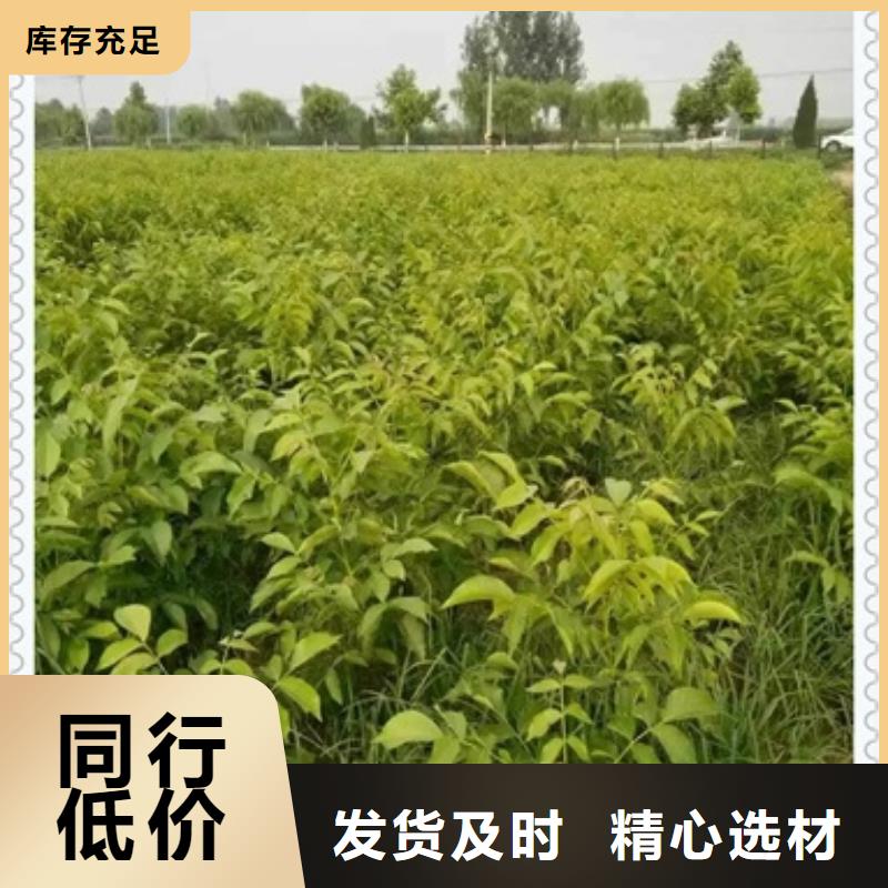 支持定制批发【核桃苗】_梨树苗工厂批发