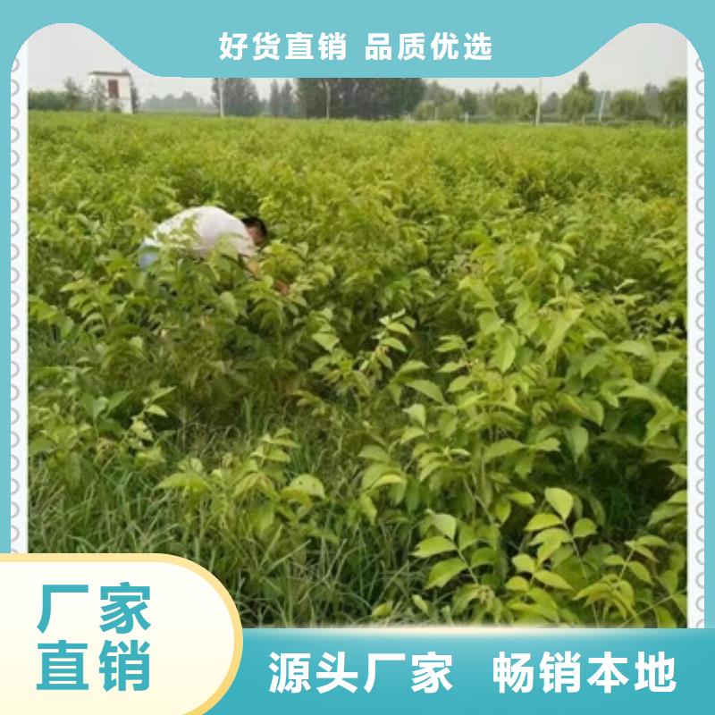 核桃苗李子苗服务周到
