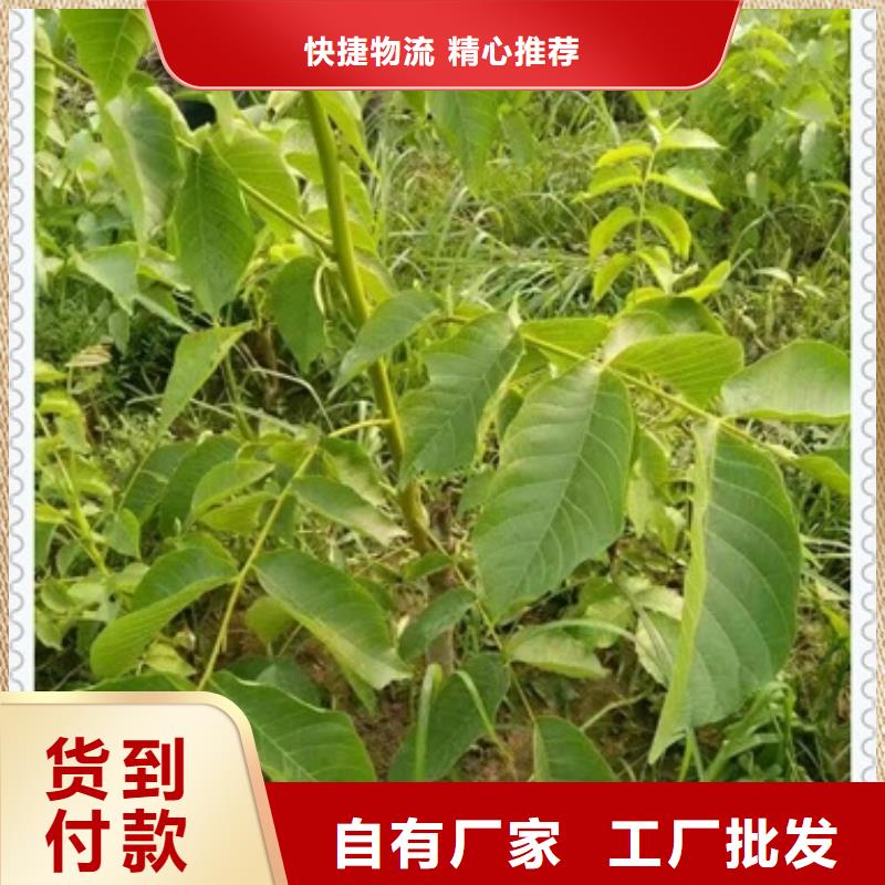 核桃苗蓝莓苗联系厂家