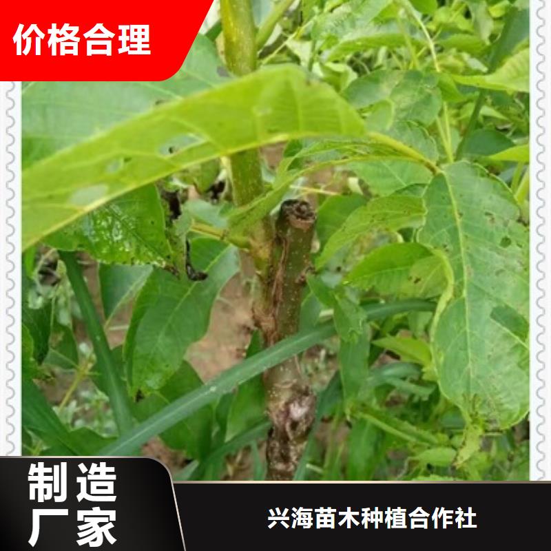 《兴海》核桃苗,【板栗苗】实力优品