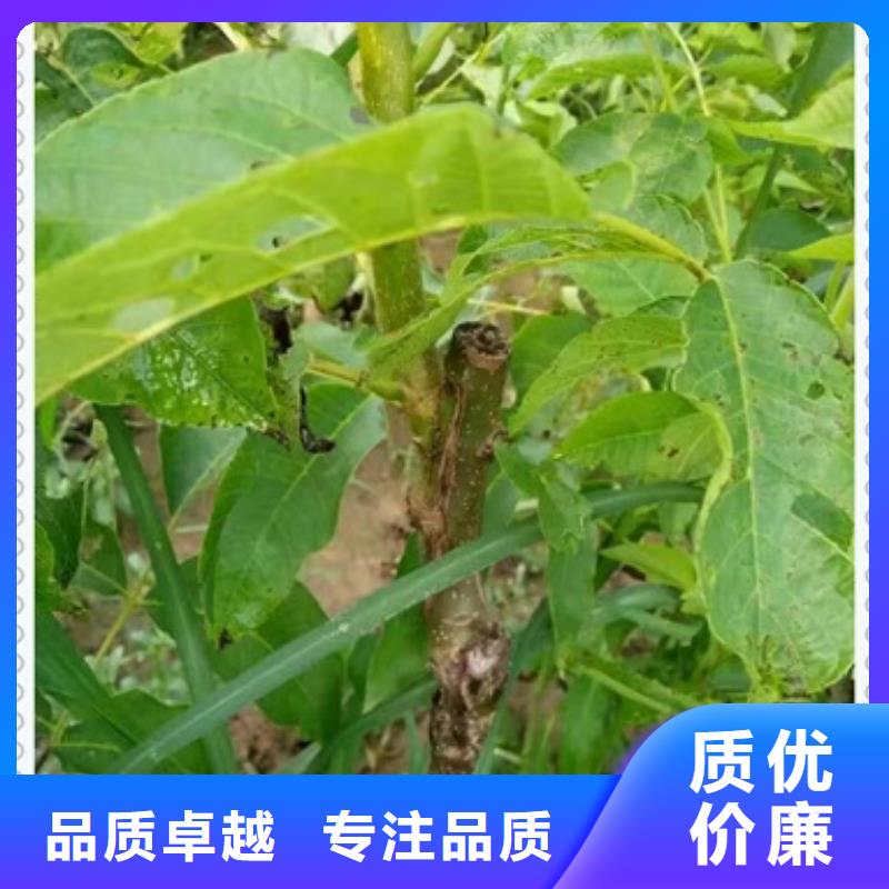 支持定制批发【核桃苗】_梨树苗工厂批发