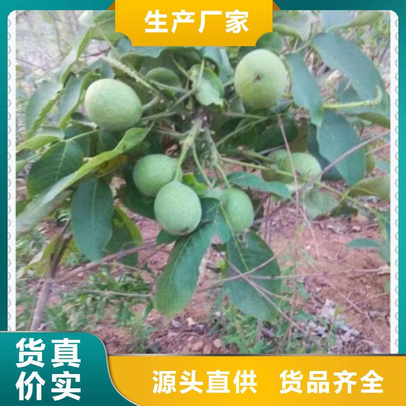 支持定制批发【核桃苗】_梨树苗工厂批发