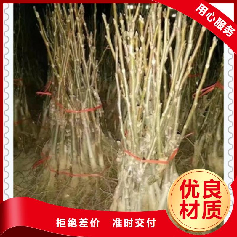 核桃苗_花椒苗品质做服务