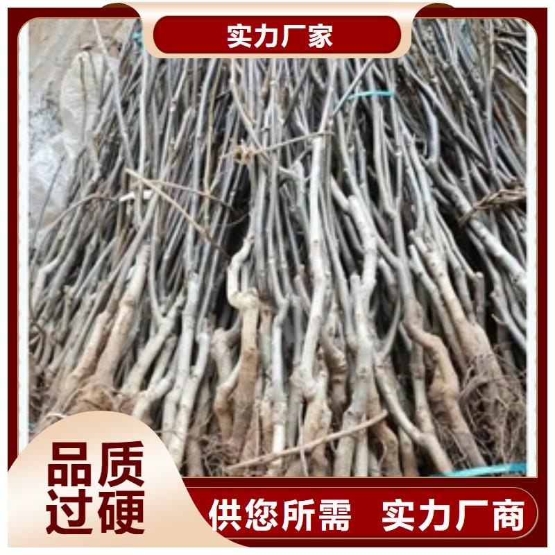 支持定制批发【核桃苗】_梨树苗工厂批发