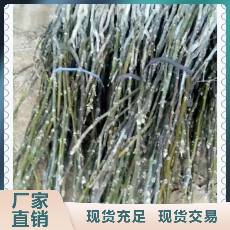 《兴海》核桃苗,【板栗苗】实力优品