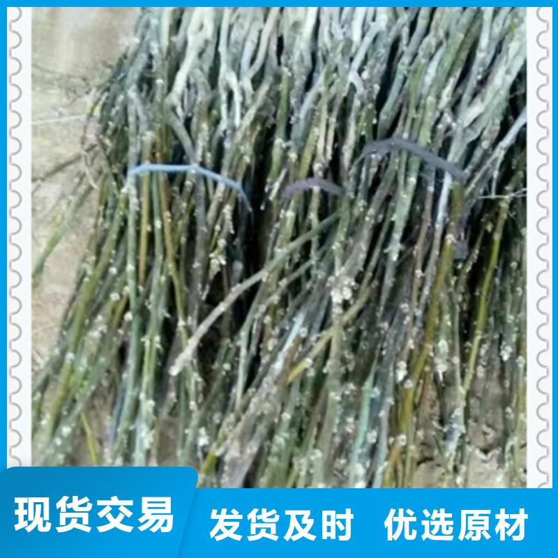 核桃苗桃树苗同行低价