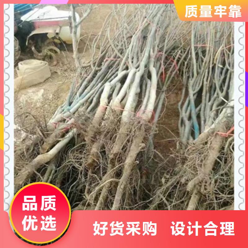 支持定制批发【核桃苗】_梨树苗工厂批发
