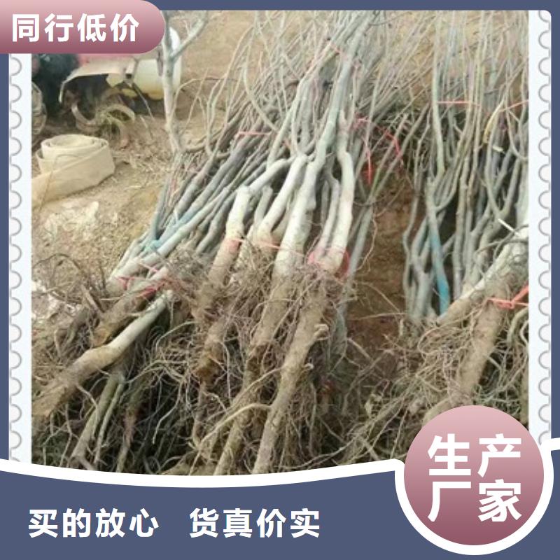 核桃苗桃树苗同行低价