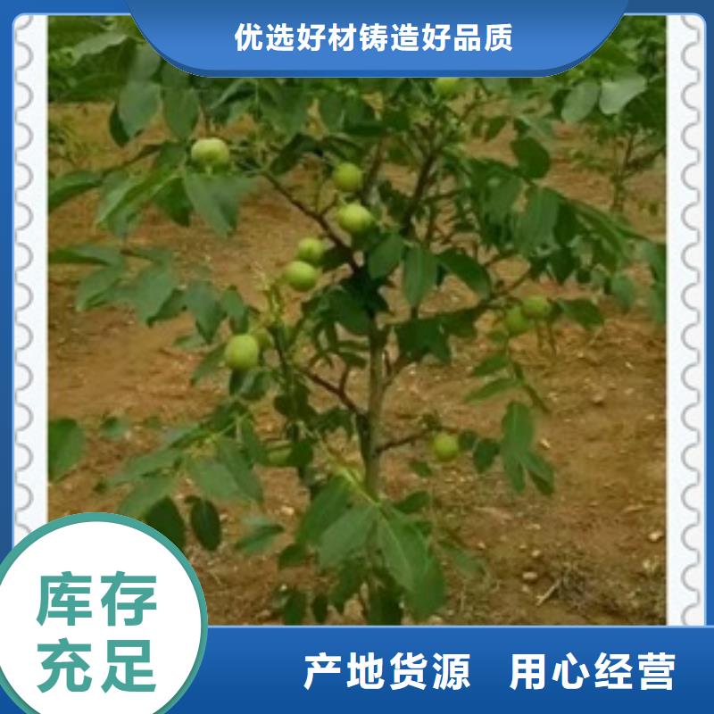 支持定制批发【核桃苗】_梨树苗工厂批发