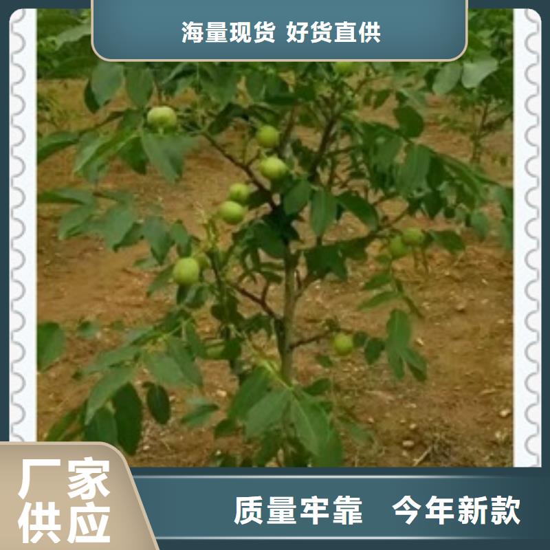 核桃苗桃树苗同行低价